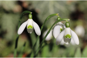 Pirmās pavasara puķes